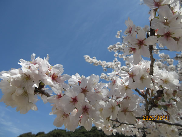 20250425_hanami03.jpg